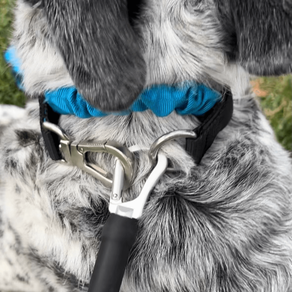 PupFit Bungee