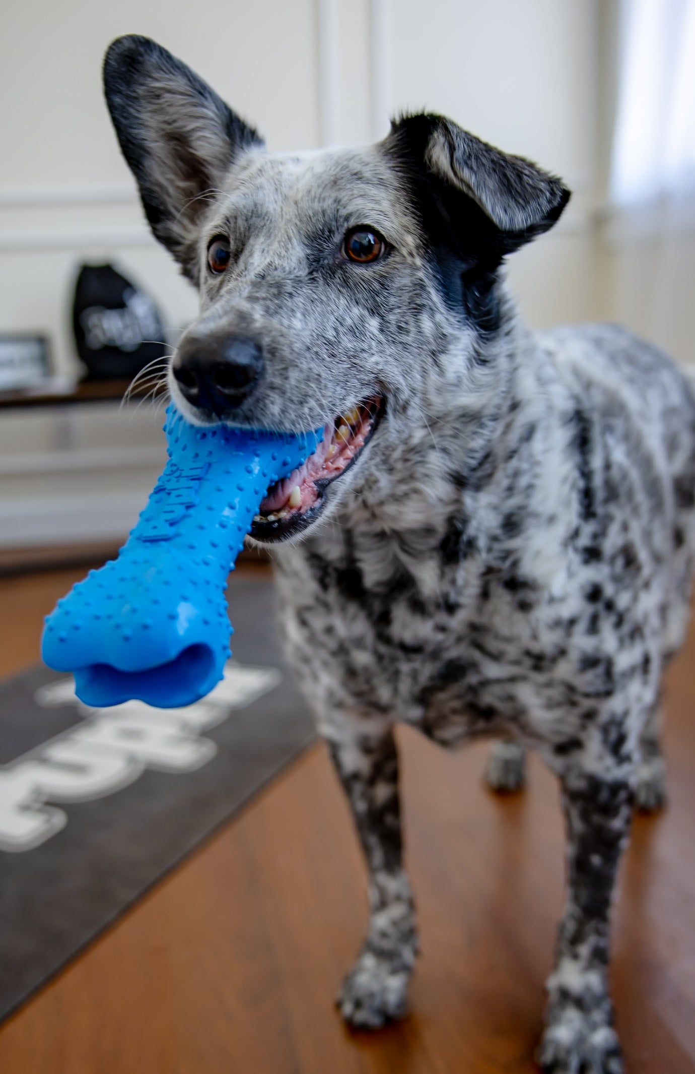Dog holding Pupfit Bone in Mouth
