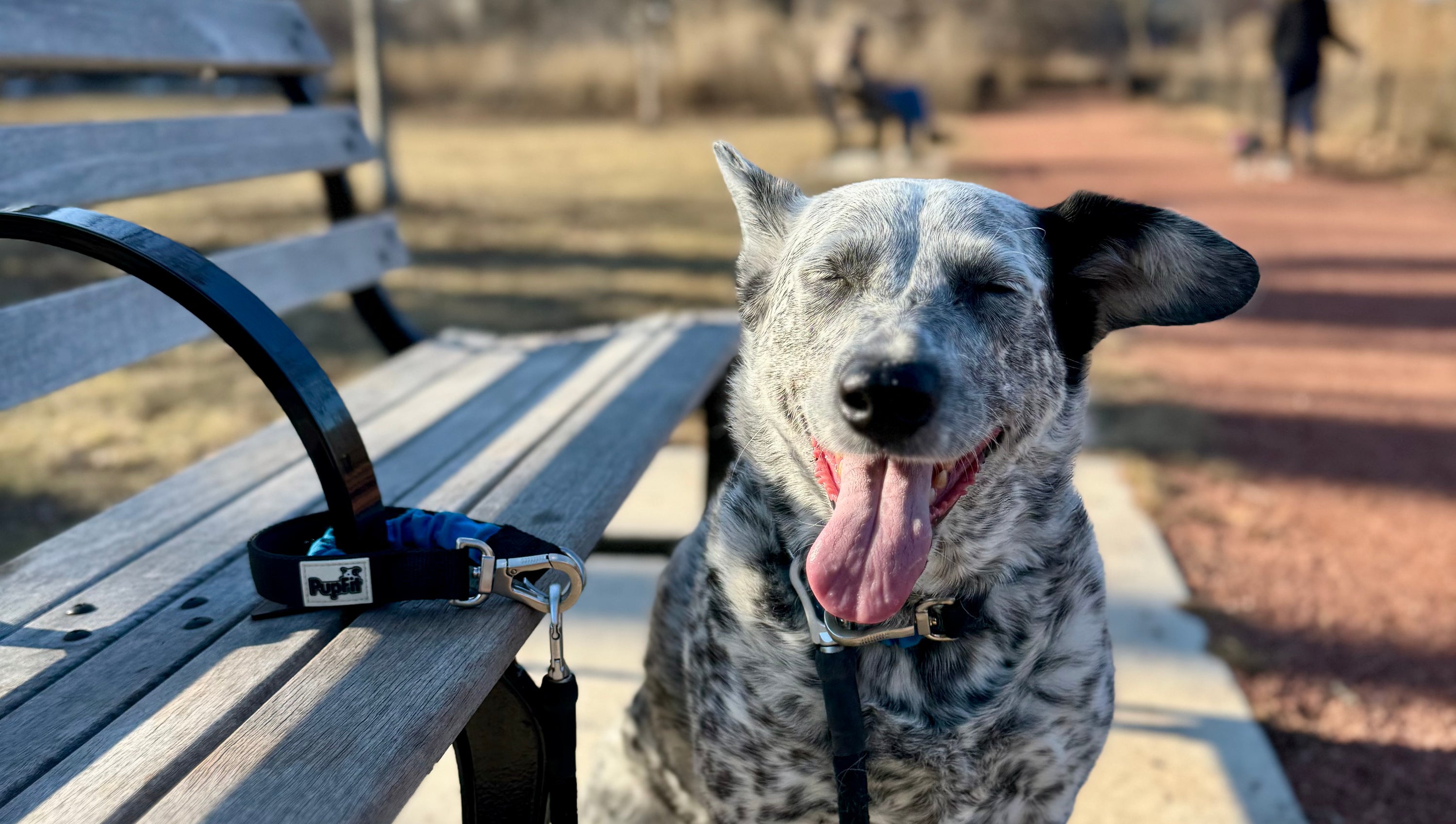 Description: A blue heeler dog on a leash, secured to a park bench, set in a Chicago environment.