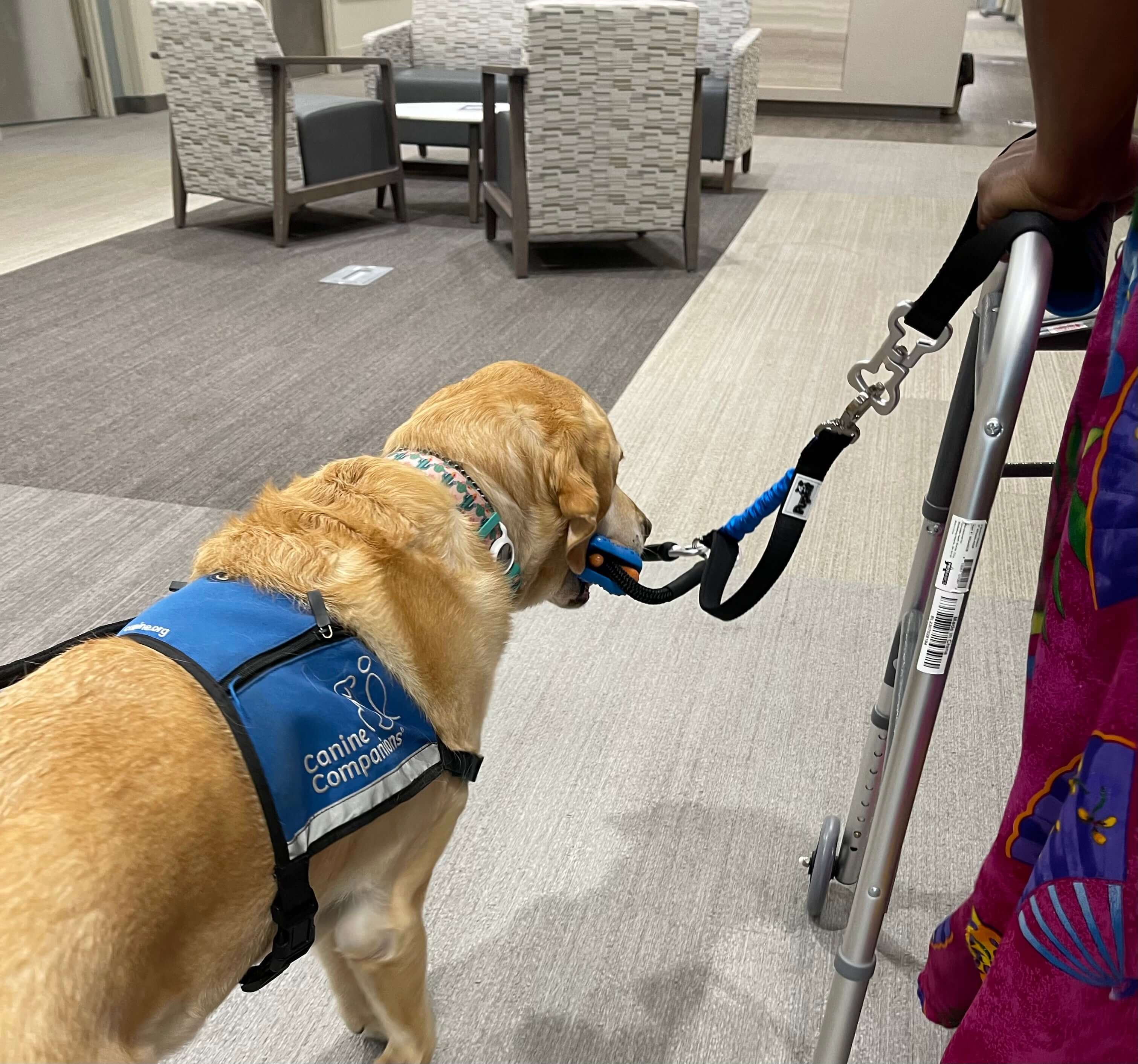 Dog in a blue vest with 'Canine Companions' on a leash, interacting with a person using a walker in an indoor setting.