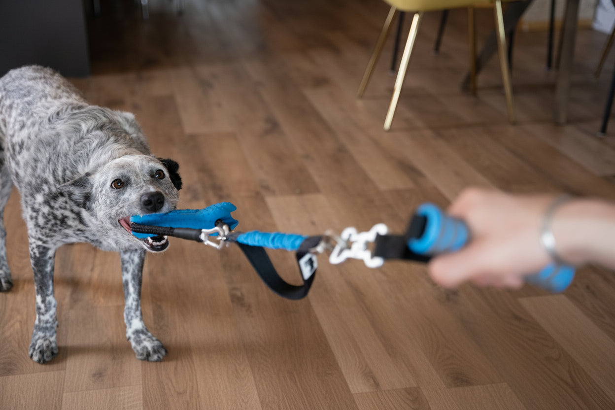 Dog holding a blue bone in its mouth attached to a tug toy with an exercise handle held by a human hand