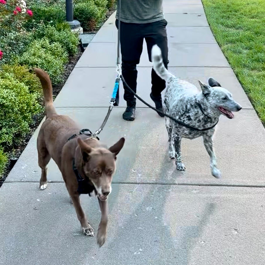 A person walking two dogs on a concrete sidewalk. The person is wearing a green shirt and black pants and holding leashes attached to harnesses on both dogs.