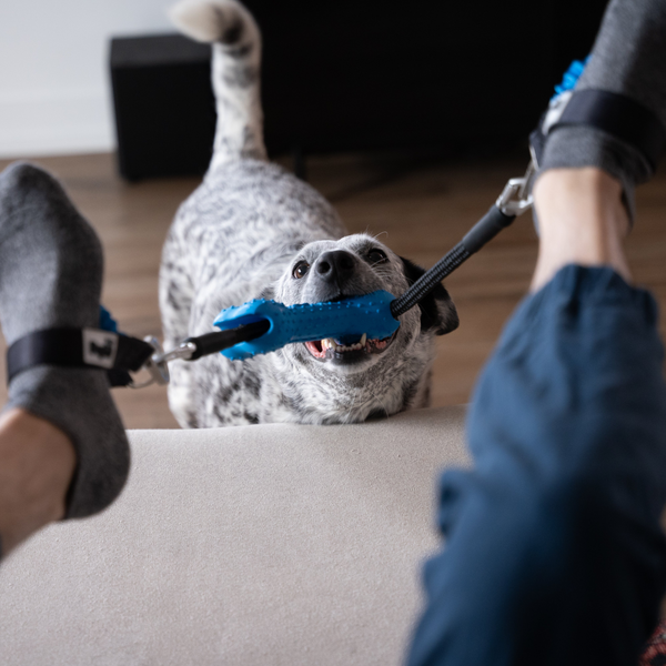 Dog with a blue tug toy on a leash held by two feet, sitting on a couch.
