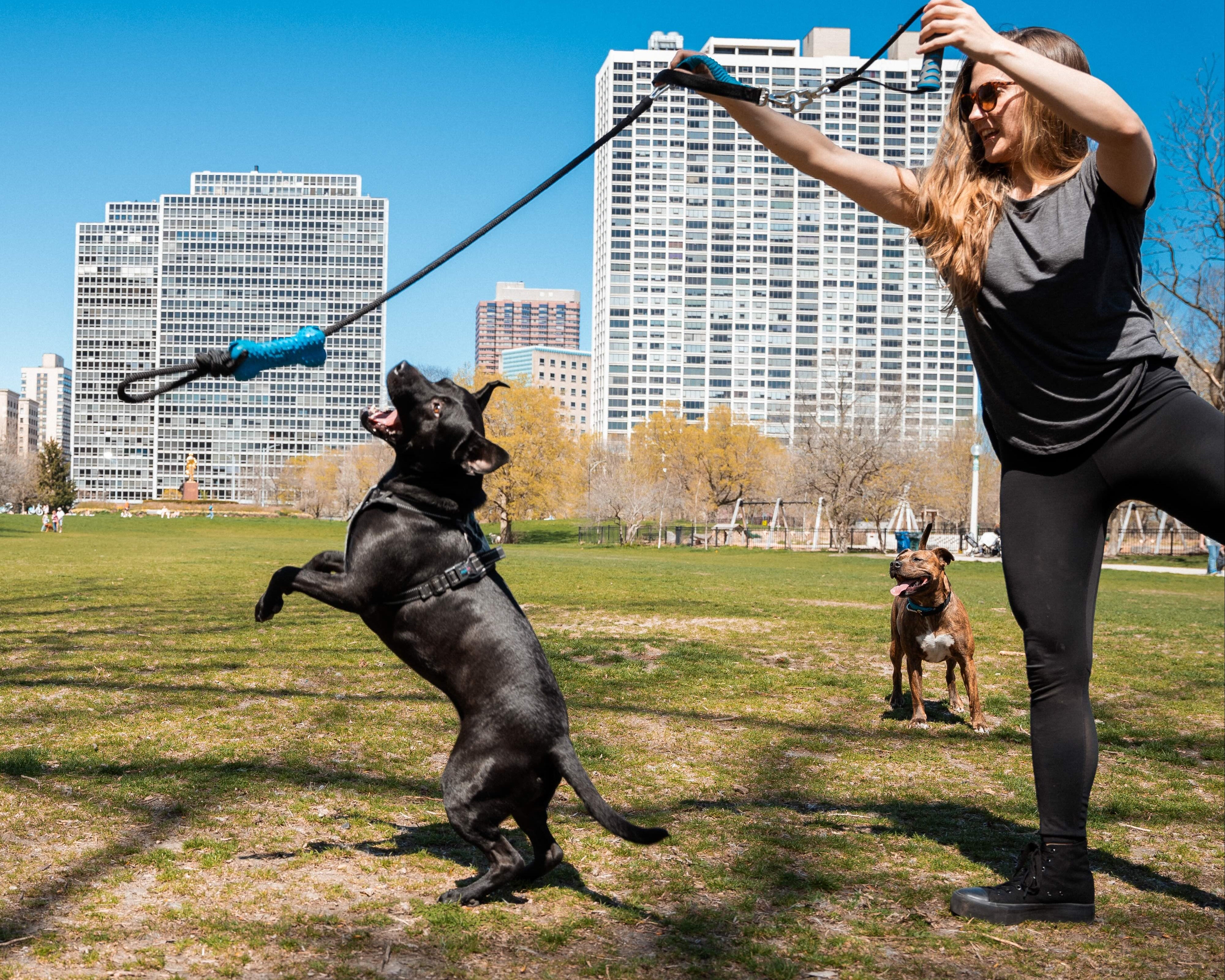 Woman playing tug with a dog in a park with tall buildings in the background