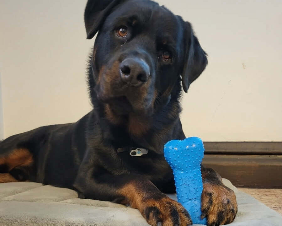 PupFit removable rubber bone loaded with treats — chew toy, fetch toy, and tug toy in one