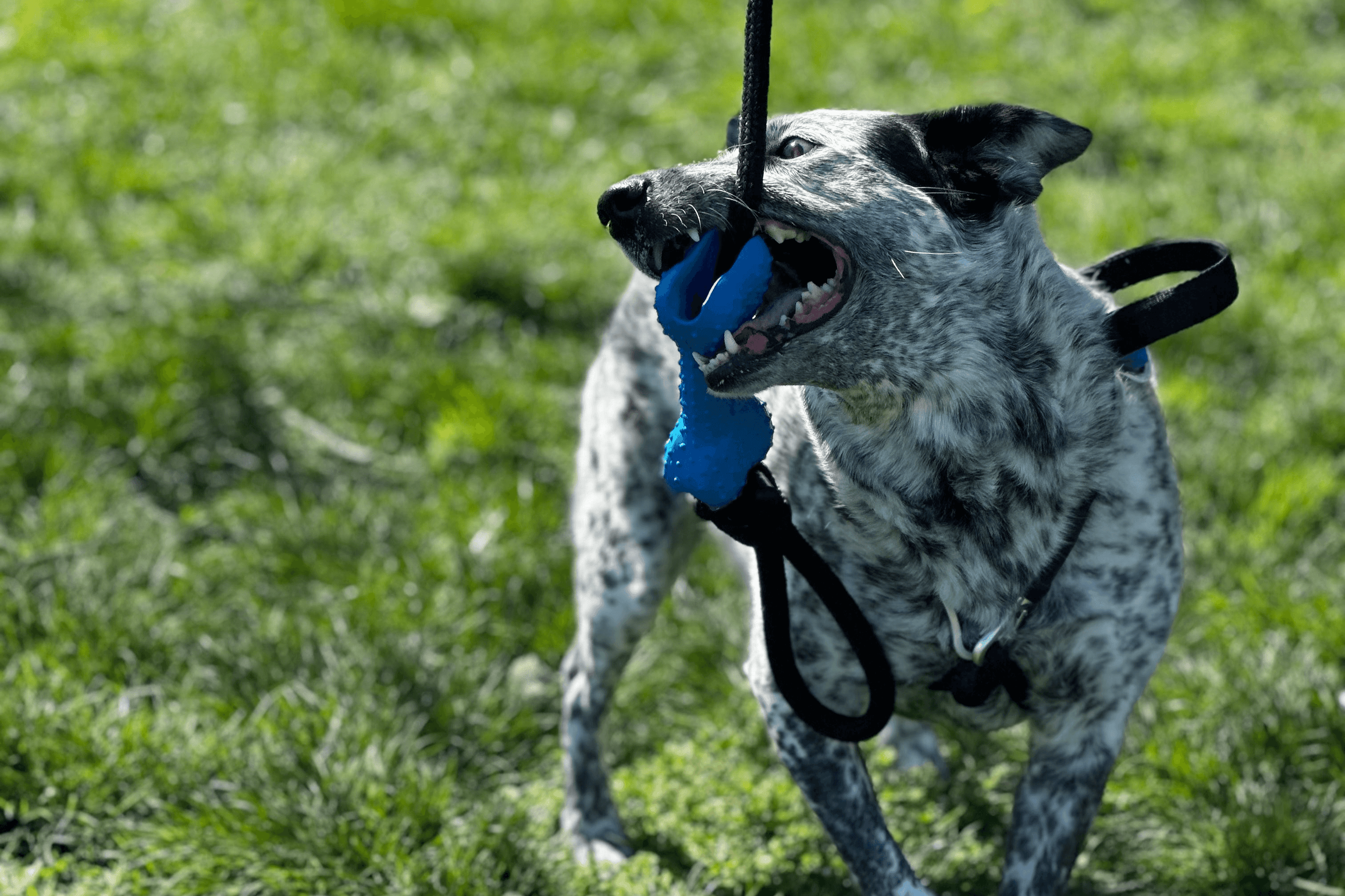 PupFit removable rubber bone loaded with treats — chew toy, fetch toy, and tug toy in one