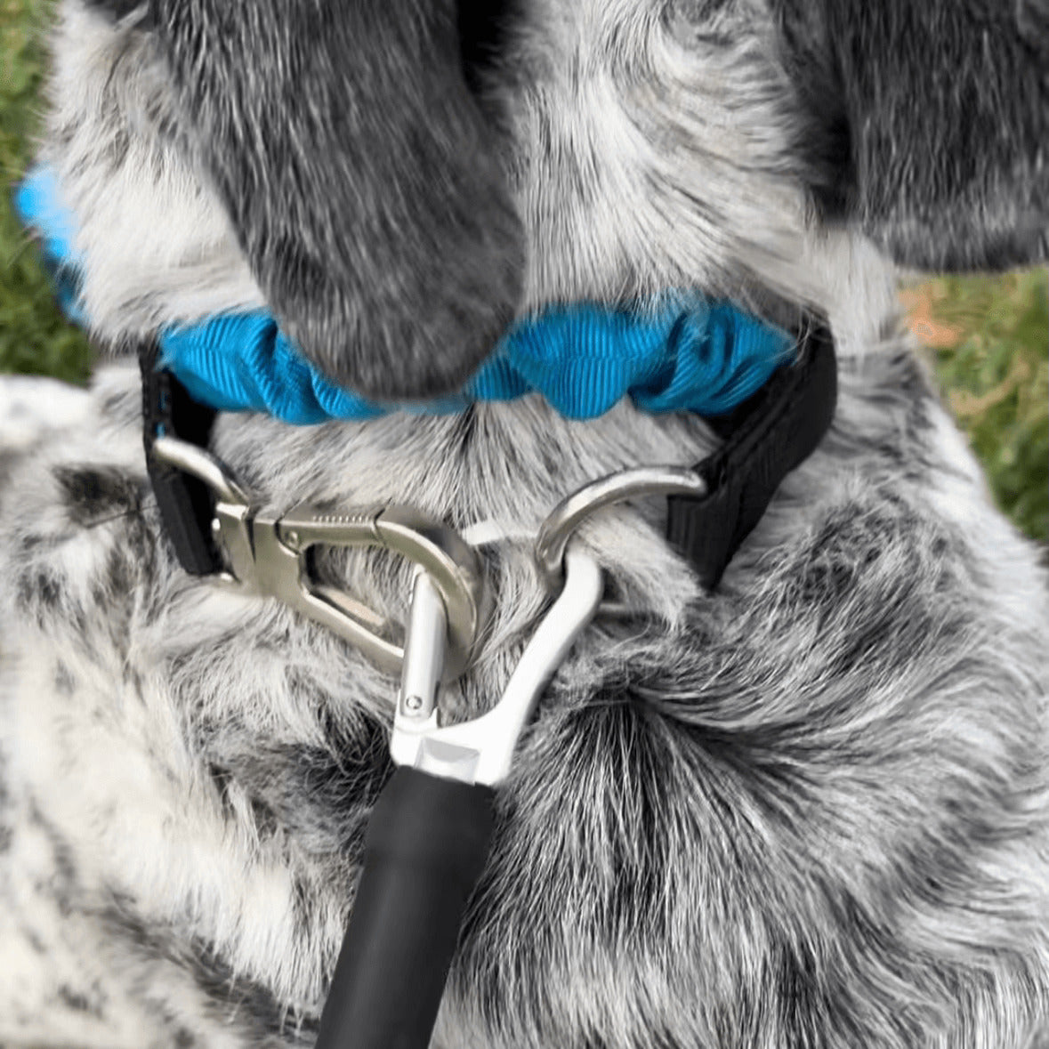 PupFit bungee collar — doubles as a multifunctional dog collar and leash handle