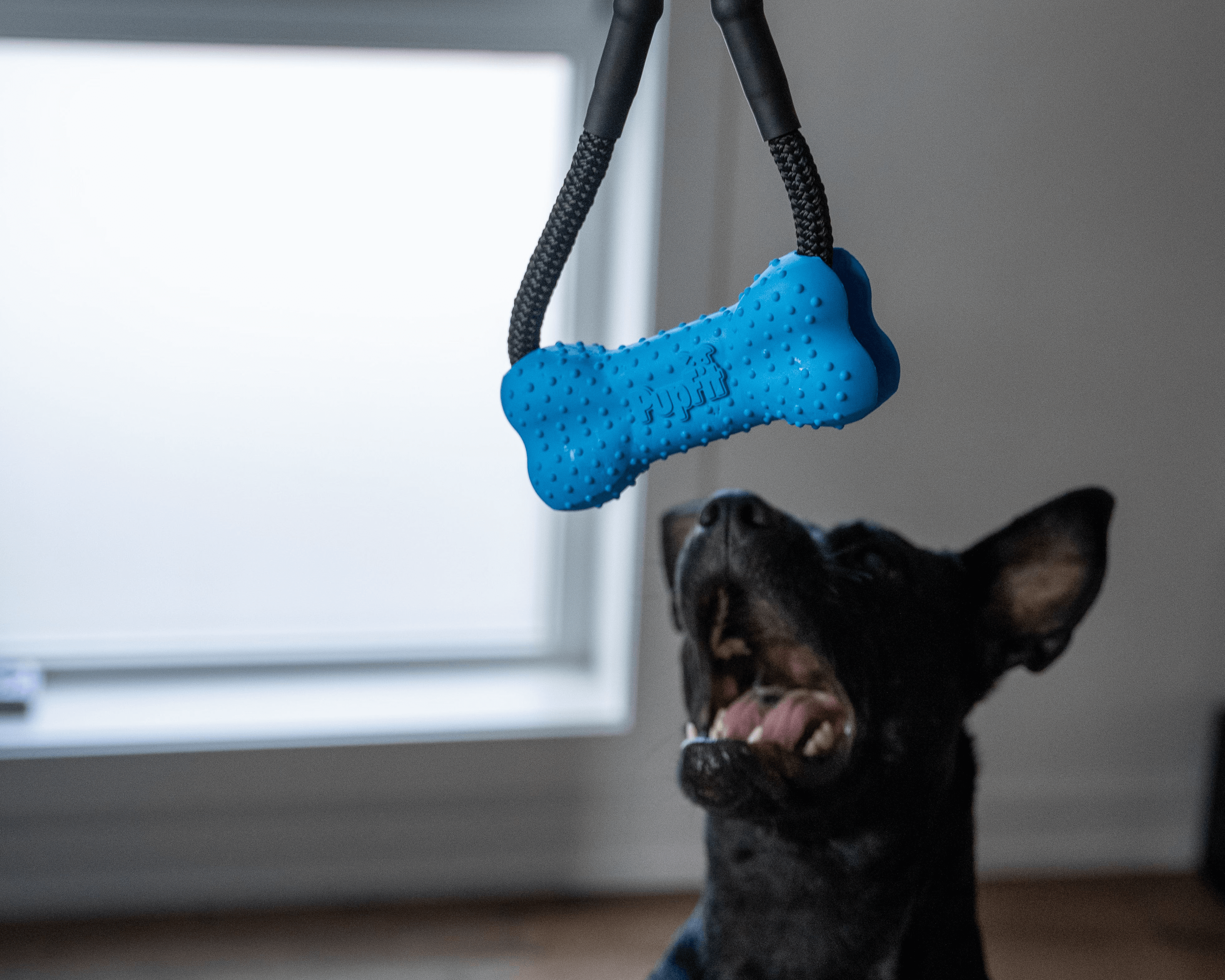 PupFit Classic starter kit with safety lanyard — modular dog tug toy and leash system