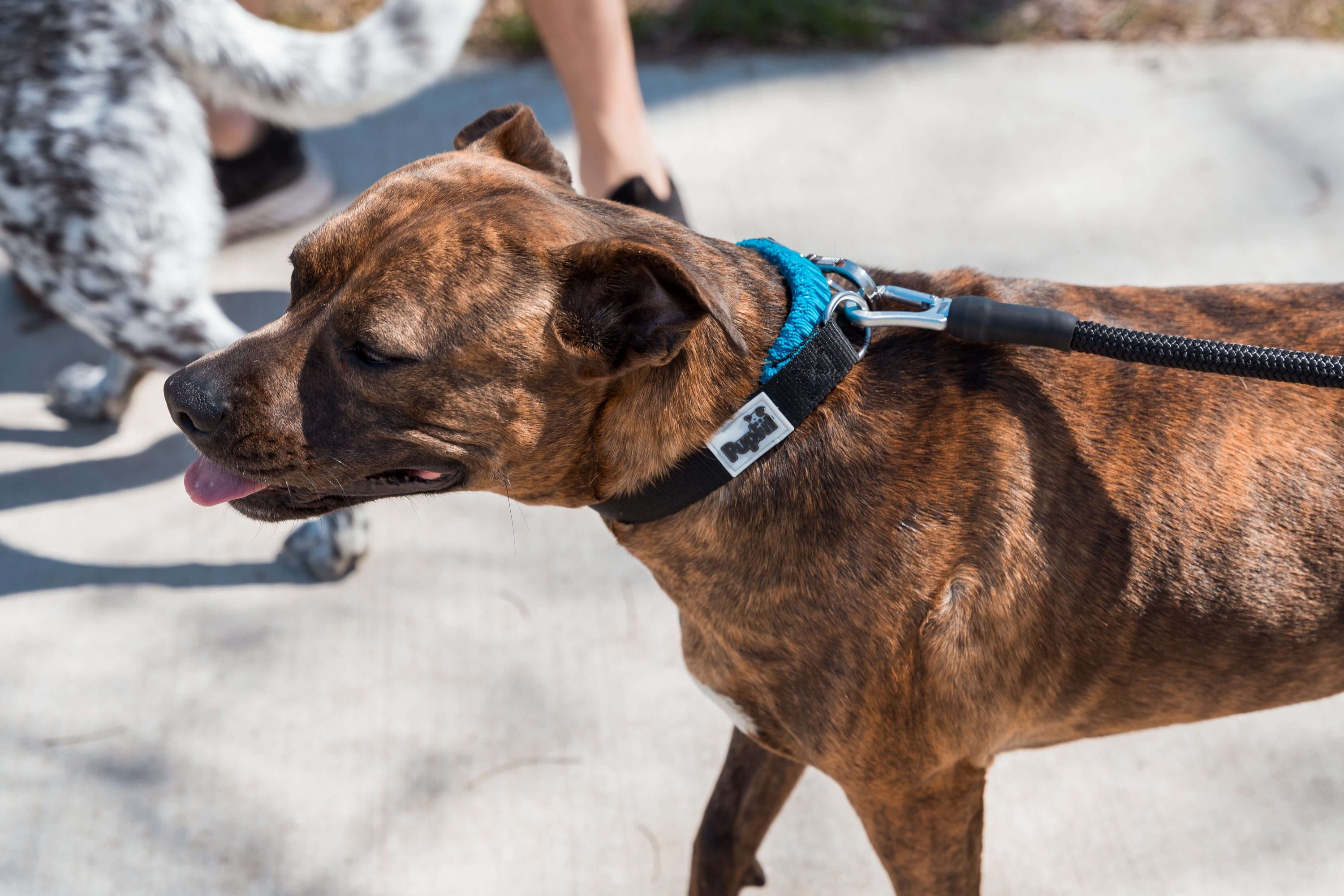 PupFit easy-fit dog collar — adjustable collar that converts to tug toy and leash attachment