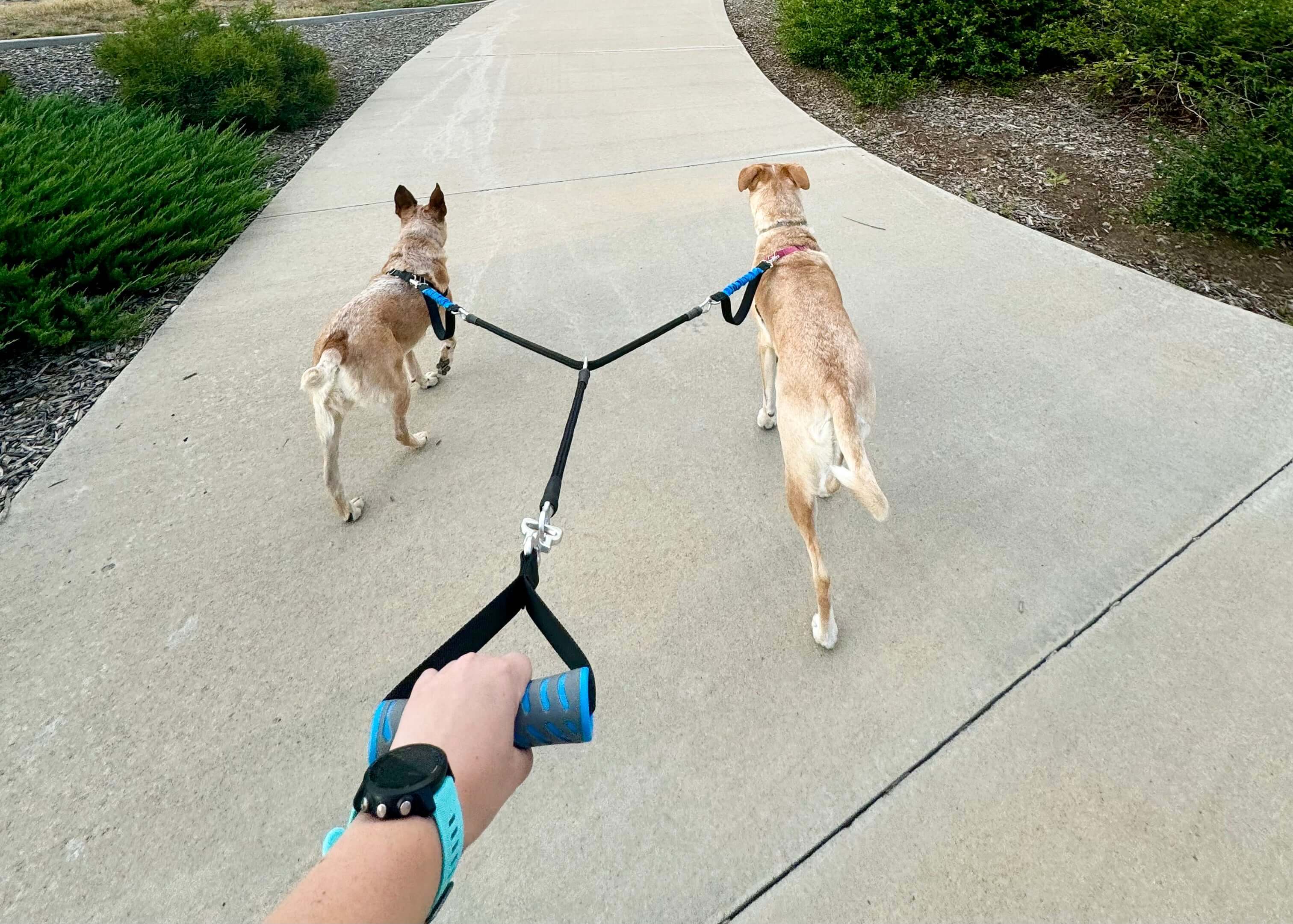 Two dogs walking on PupFit multi-dog leash — tangle-resistant leash for up to three dogs