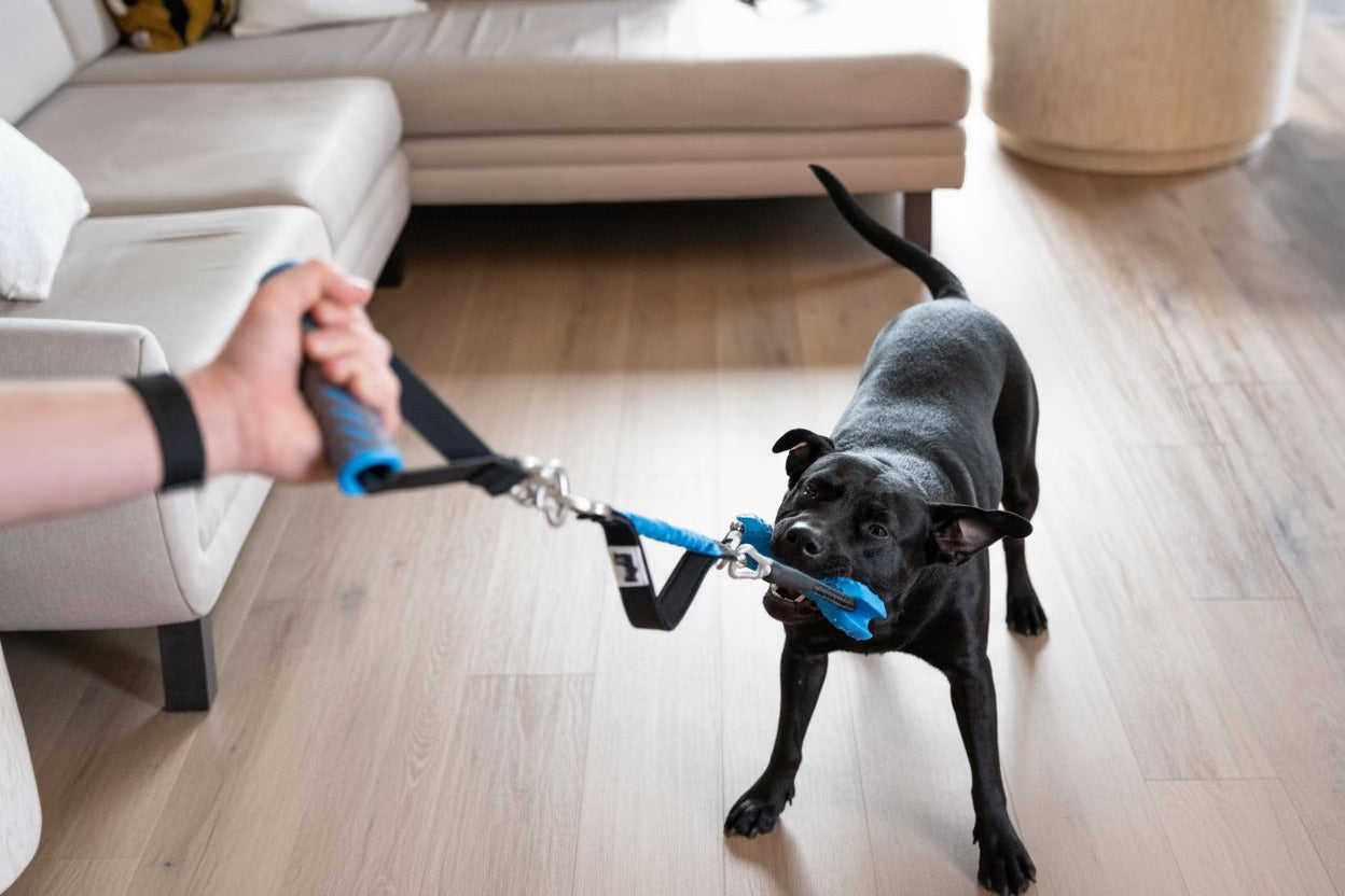 PupFit bundle pack collection — all-in-one dog and human fitness kit