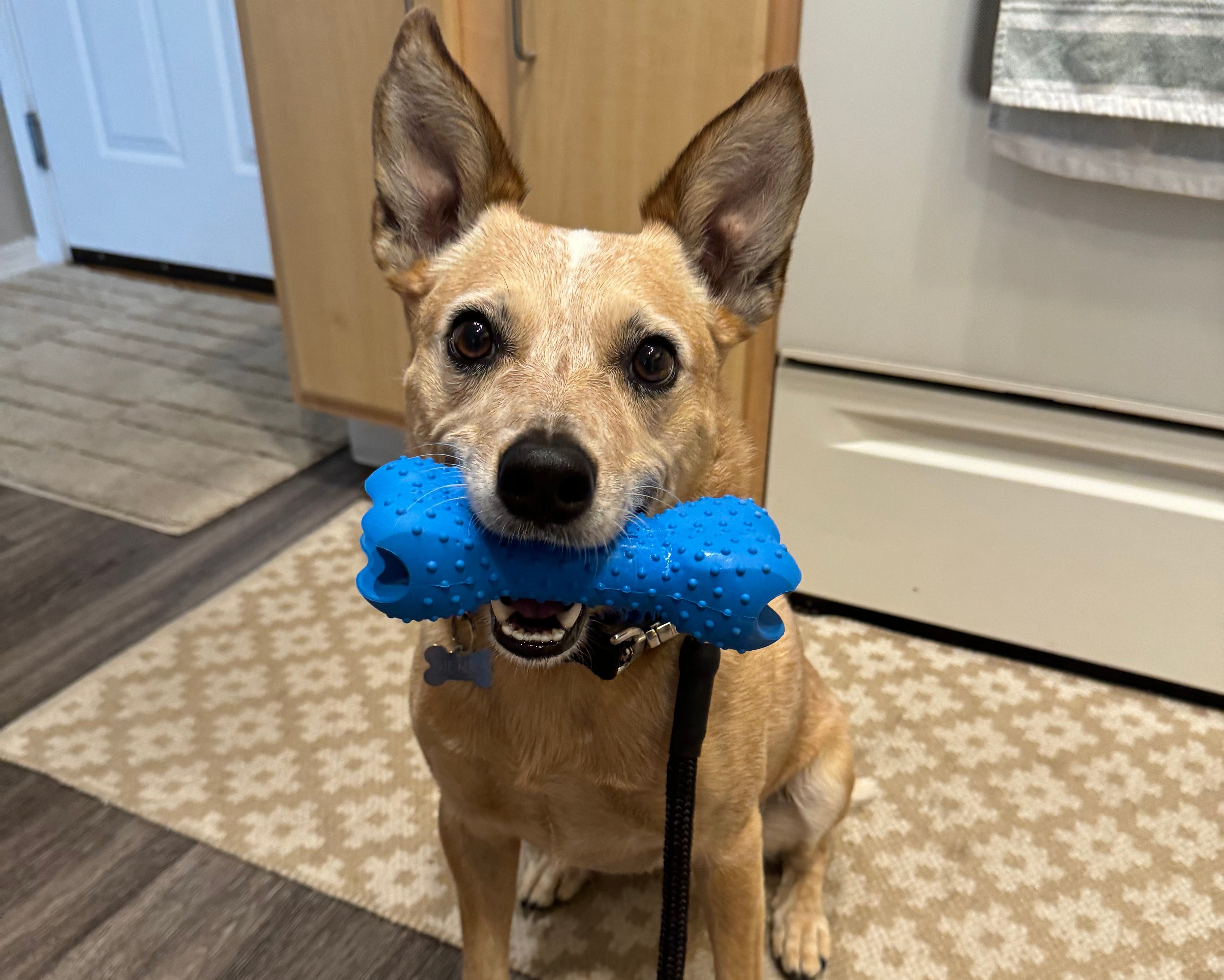 Dog holding a blue toy in a kitchen
