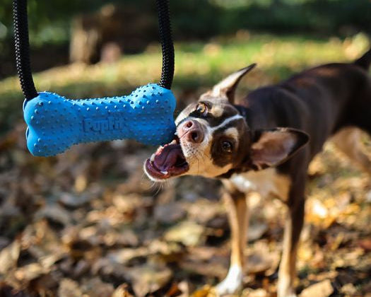 Dog playing with a blue pupfit bone-shaped chew toy outdoors on a leaf-covered ground.