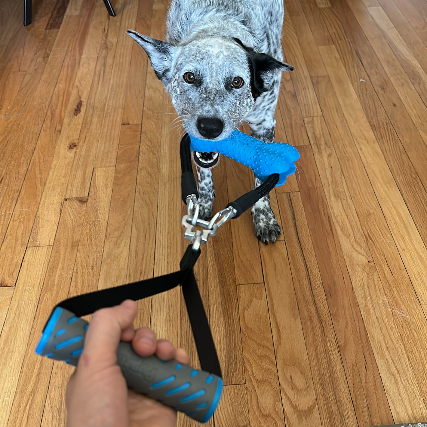 PupFit tug toy collection — modular dog and human fitness tug toys