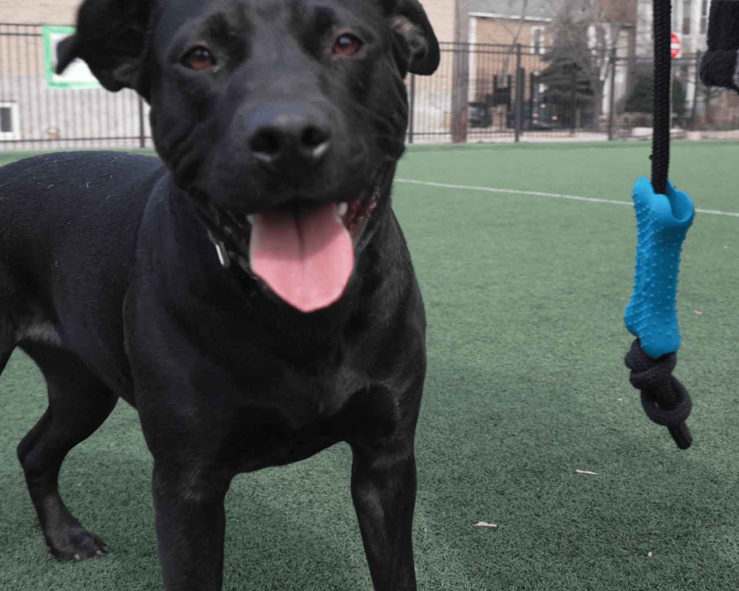 Black dog standing on a grassy field with a blue pupfit toy in the foreground
