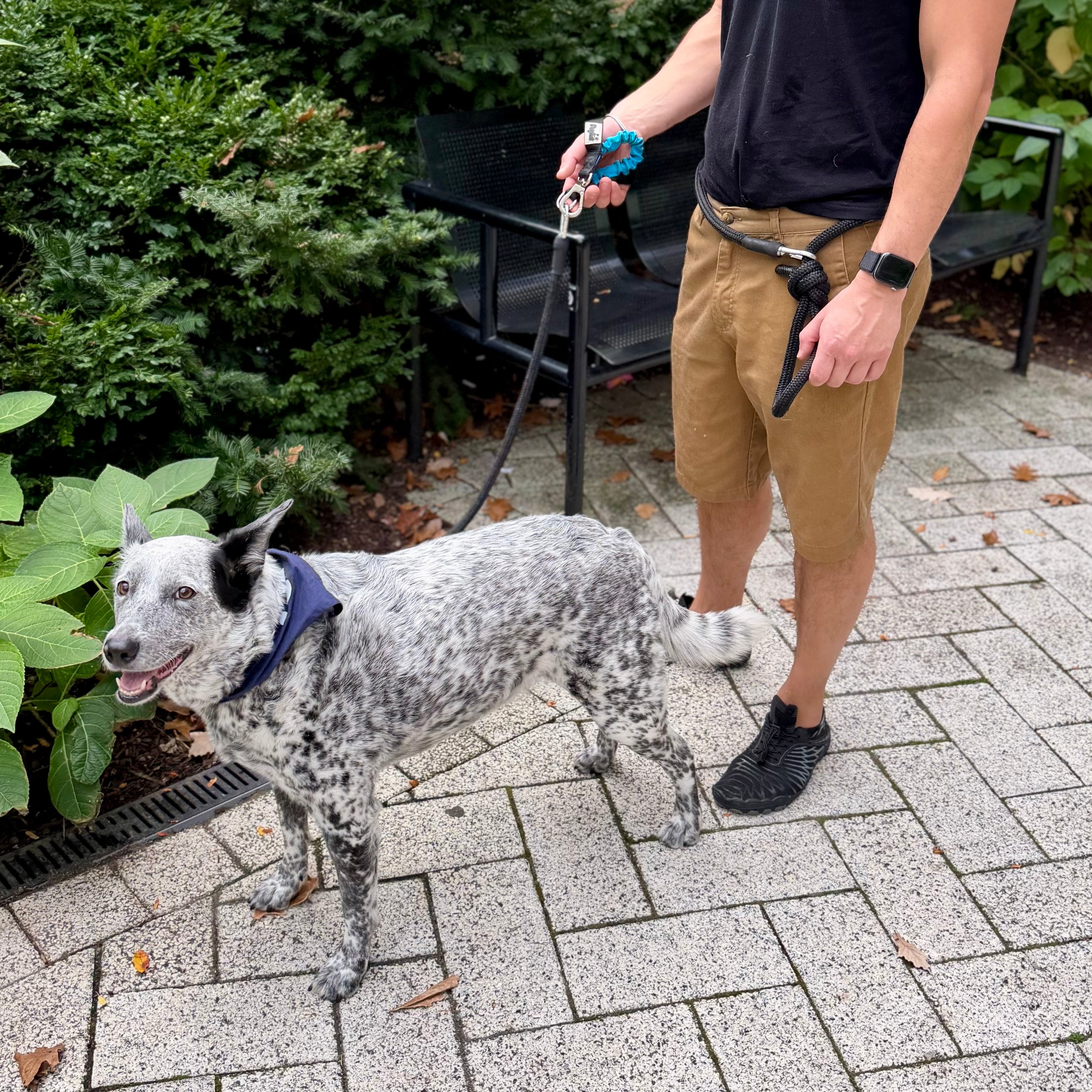 A person standing on a paved walkway outdoors with a dog wearing a blue bandana. The person is holding a leash attached to the dog, with green plants and a bench in the background.