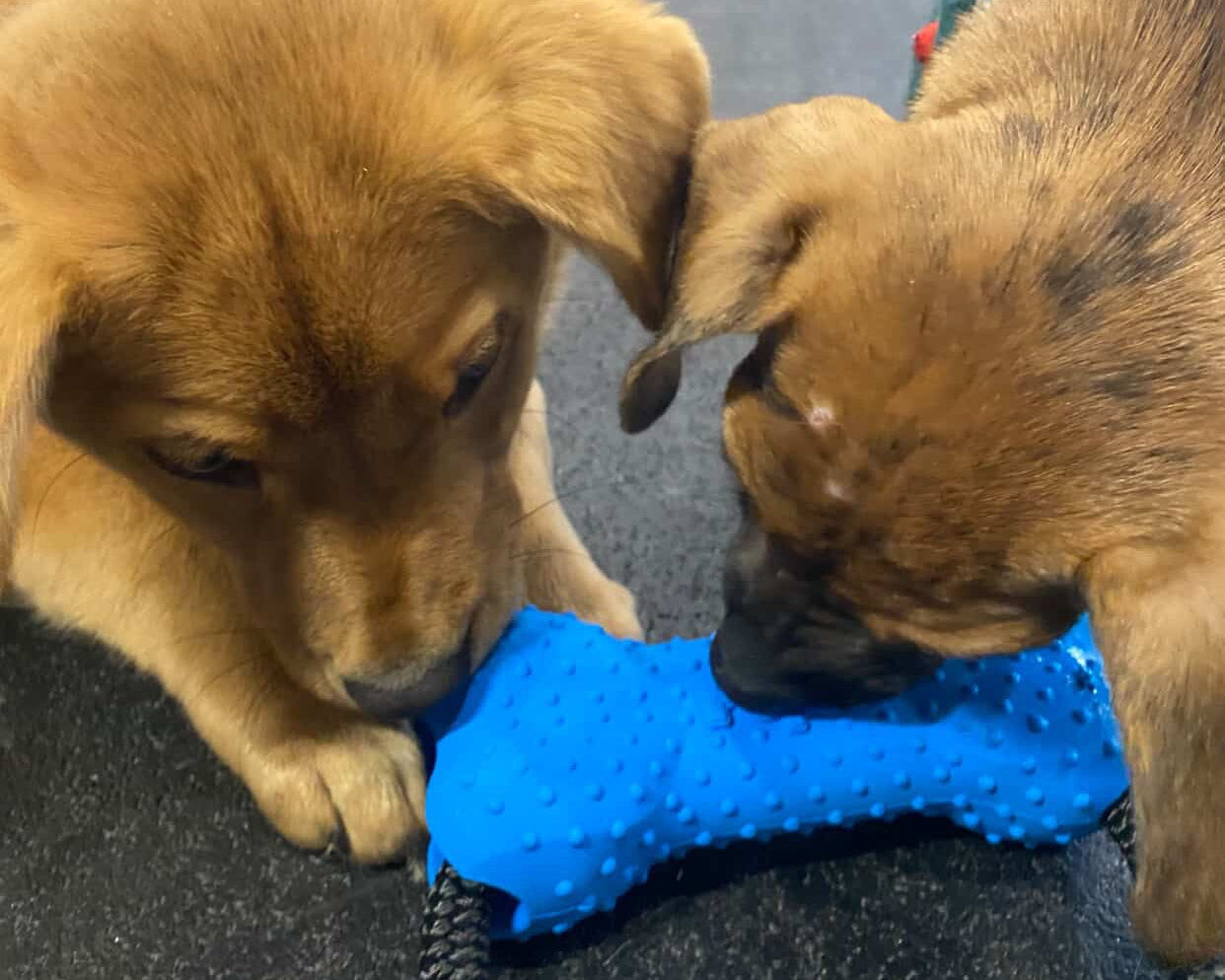 Two puppies playing with a blue toy on a concrete surface.
