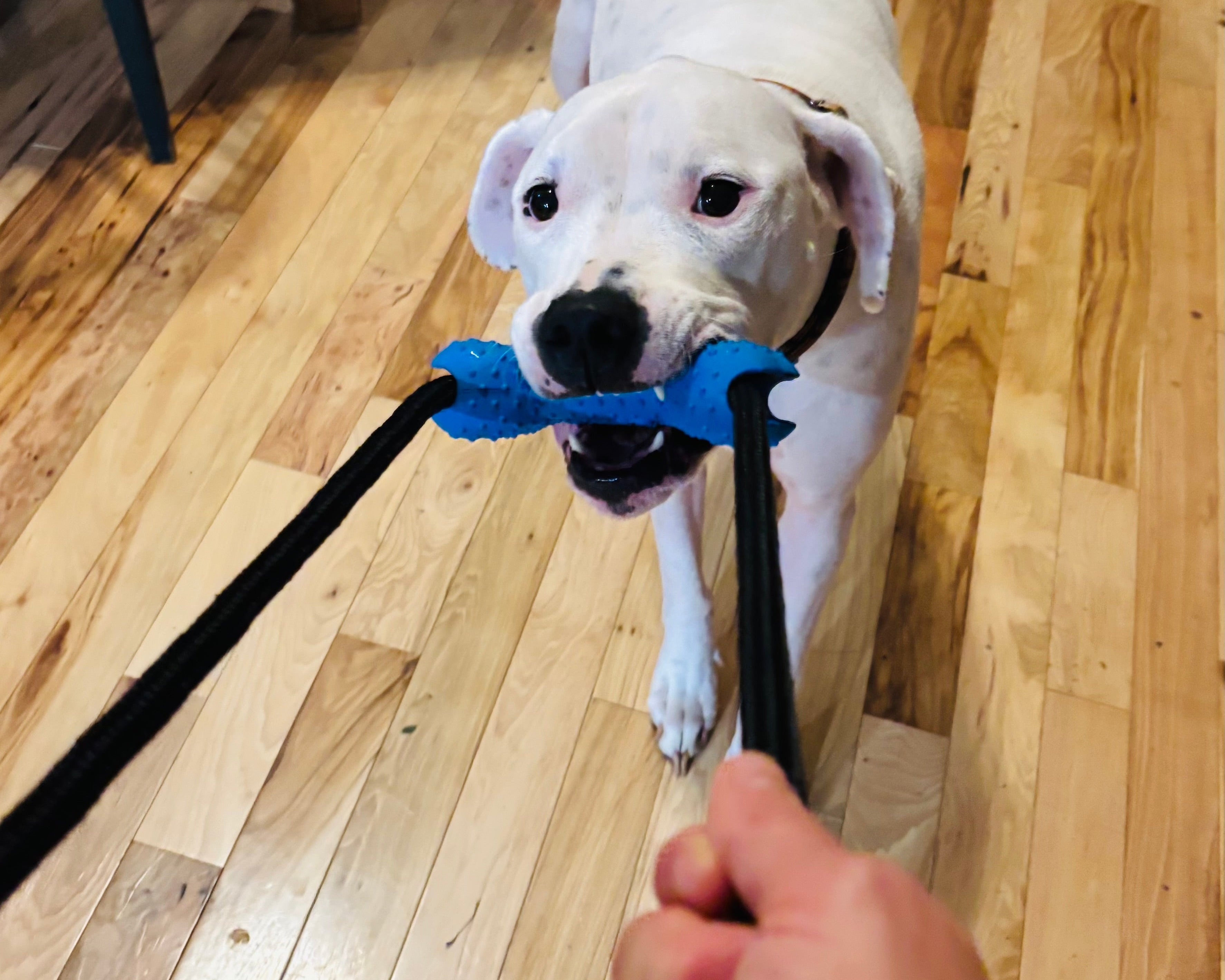 Dog pulling on a blue toy with a person's hand on a wooden floor.